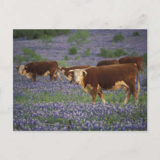 USA, Texas, Texas Hill Country, Hereford Postcard