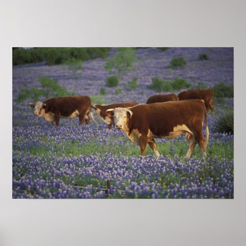 USA Texas Texas Hill Country Hereford Poster