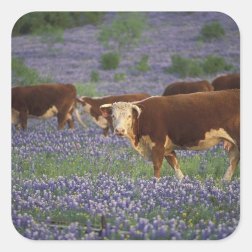 USA Texas Texas Hill Country Hereford Square Sticker