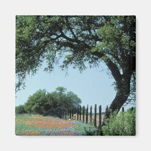 USA, Texas, Texas Hill Country Paintbrush and Magnet (Front)