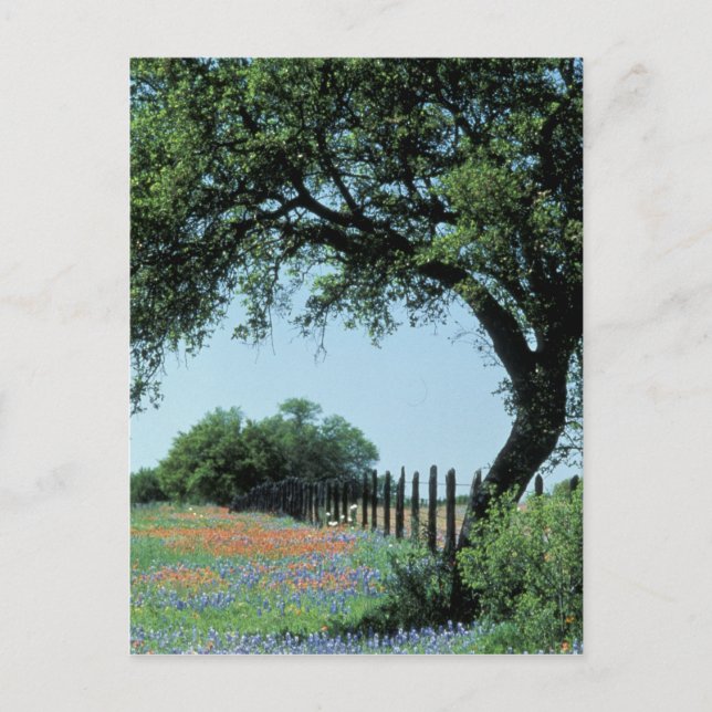 USA, Texas, Texas Hill Country Paintbrush and Postcard (Front)