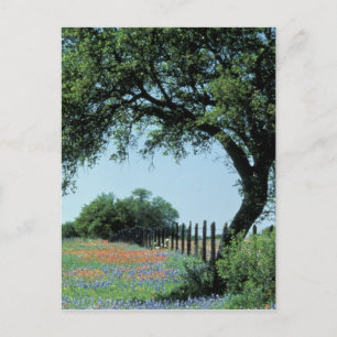 USA, Texas, Texas Hill Country Paintbrush and Postcard