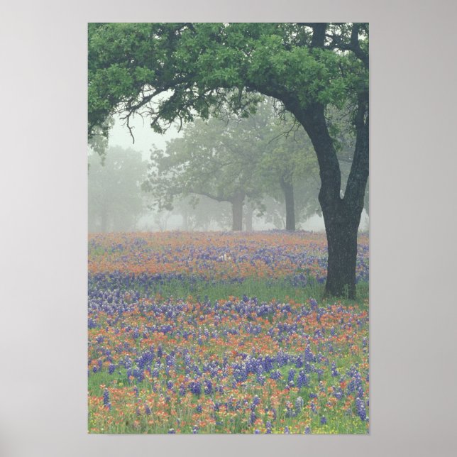 USA, Texas. Texas paintbrush and bluebonnets Poster (Front)