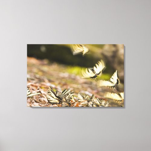 USA TN Tellico Swallowtail butterflies Canvas Print