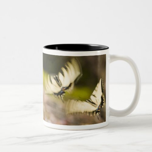 USA TN Tellico Swallowtail butterflies Two_Tone Coffee Mug