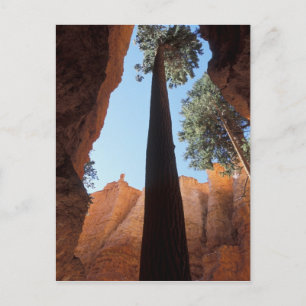 USA, Utah, Bryce Canyon National Park. Tall Postcard