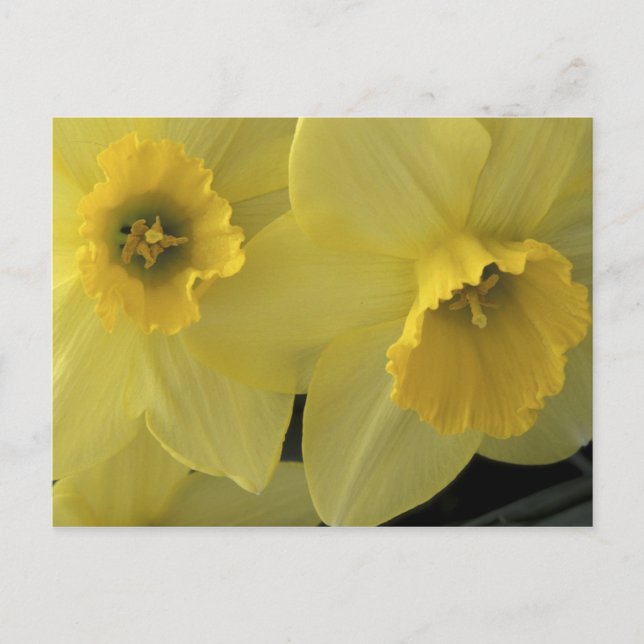 USA, Utah, Cache Valley Daffodils Postcard (Front)