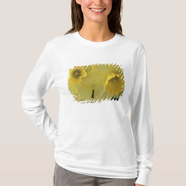 USA, Utah, Cache Valley Daffodils T-Shirt (Front)