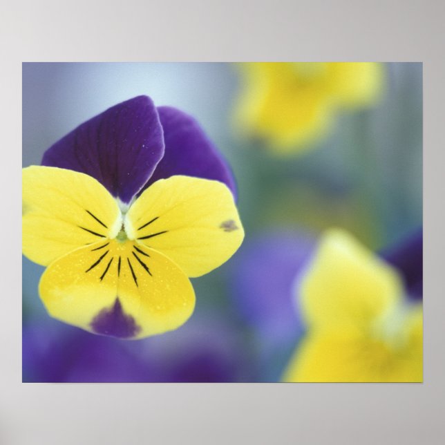 USA, Utah, Cache Valley Detail of a Johnny Jump Poster (Front)