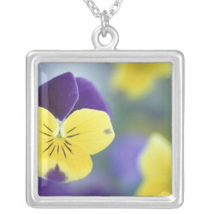 USA, Utah, Cache Valley Detail of a Johnny Jump Silver Plated Necklace