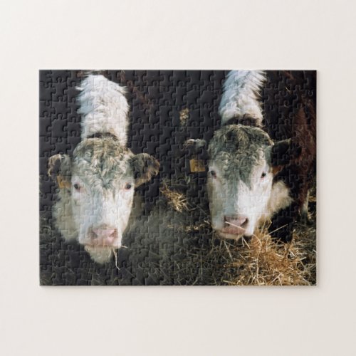 USA Utah Cache Valley Hereford Steers Jigsaw Puzzle