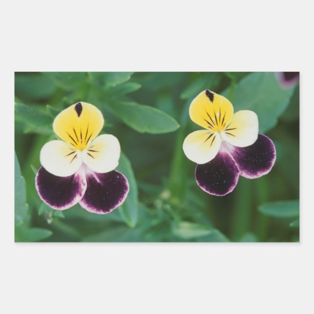 USA, Utah, Cache Valley, Johnny Jump Up Rectangular Sticker (Front)