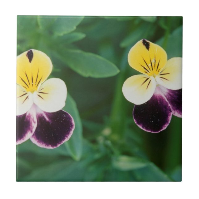 USA, Utah, Cache Valley, Johnny Jump Up Tile (Front)