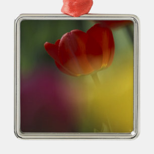USA, Utah, Cache Valley Tulips in a garden Metal Ornament