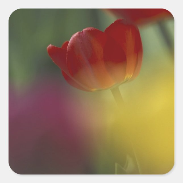 USA, Utah, Cache Valley Tulips in a garden Square Sticker (Front)