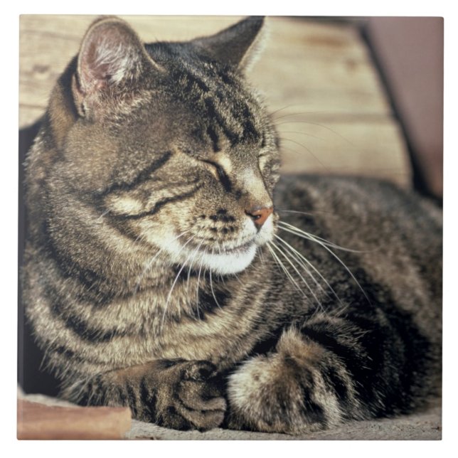 USA, Utah, Capitol Reef NP. Sleeping tabby cat Ceramic Tile (Front)