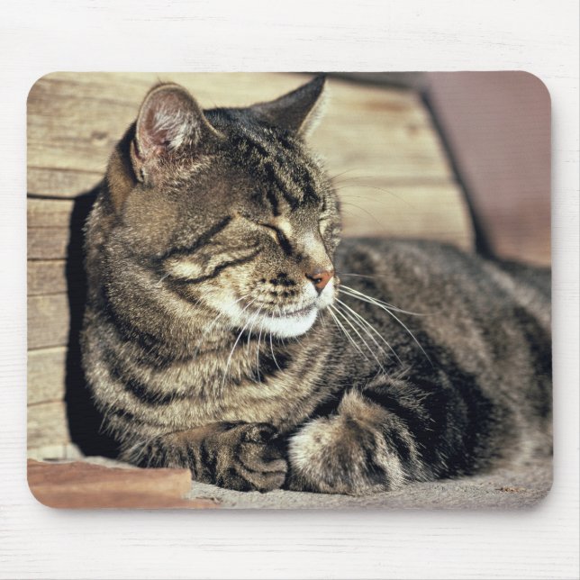 USA, Utah, Capitol Reef NP. Sleeping tabby cat Mouse Pad (Front)