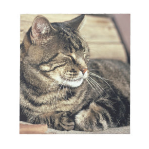 USA, Utah, Capitol Reef NP. Sleeping tabby cat Notepad