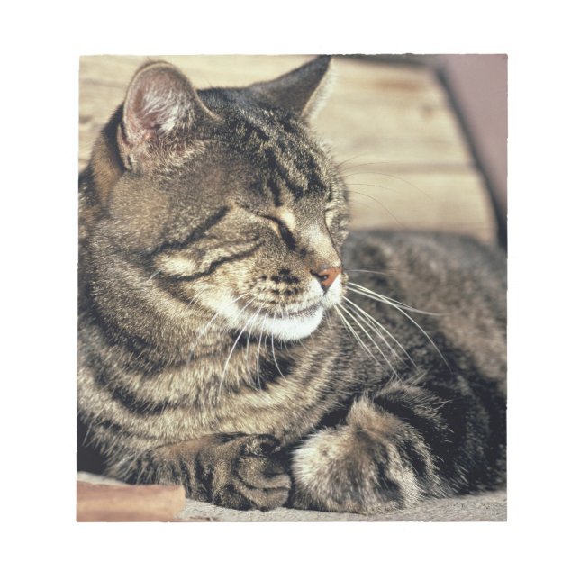 USA, Utah, Capitol Reef NP. Sleeping tabby cat Notepad (Front)
