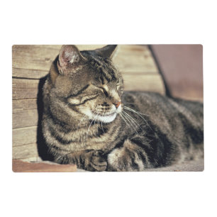 USA, Utah, Capitol Reef NP. Sleeping tabby cat Placemat