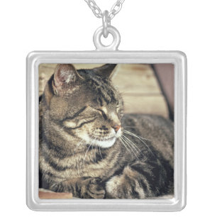 USA, Utah, Capitol Reef NP. Sleeping tabby cat Silver Plated Necklace