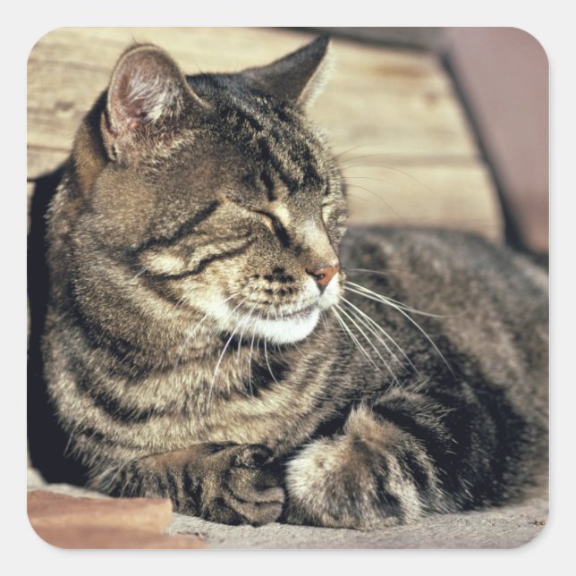 USA, Utah, Capitol Reef NP. Sleeping tabby cat Square Sticker (Front)