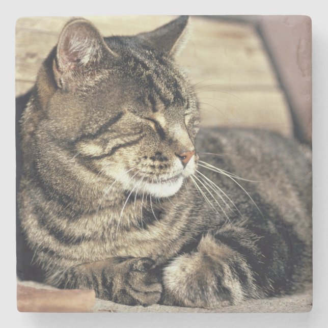 USA, Utah, Capitol Reef NP. Sleeping tabby cat Stone Coaster (Front)