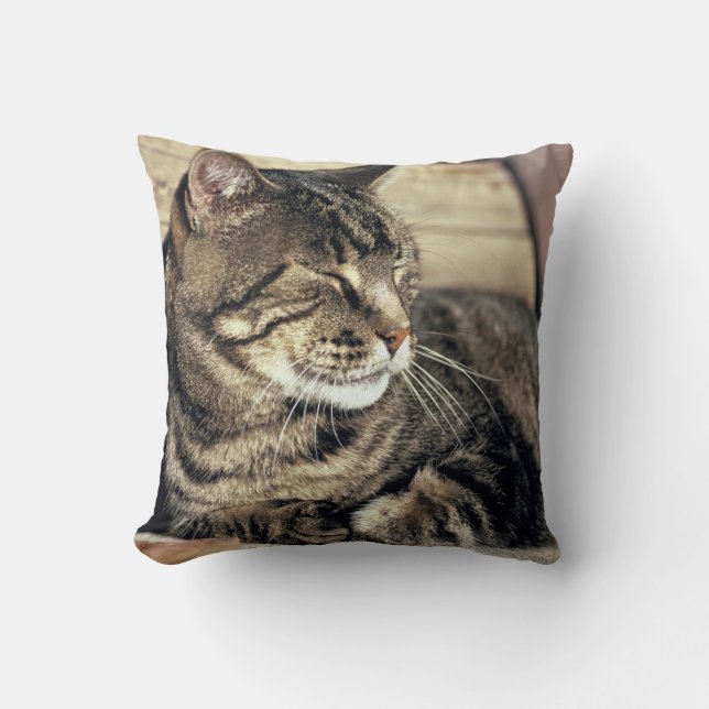 USA, Utah, Capitol Reef NP. Sleeping tabby cat Throw Pillow (Front)