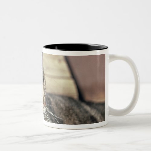 USA Utah Capitol Reef NP Sleeping tabby cat Two_Tone Coffee Mug