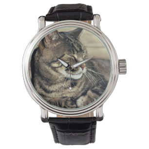 USA, Utah, Capitol Reef NP. Sleeping tabby cat Watch