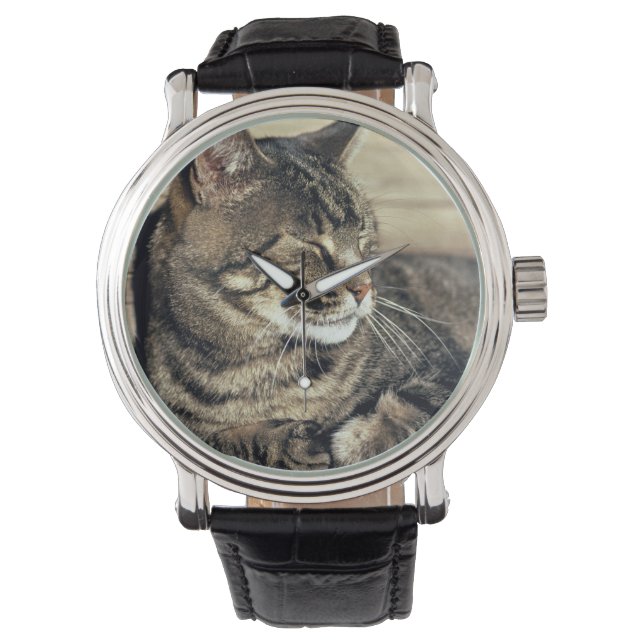 USA, Utah, Capitol Reef NP. Sleeping tabby cat Watch (Front)