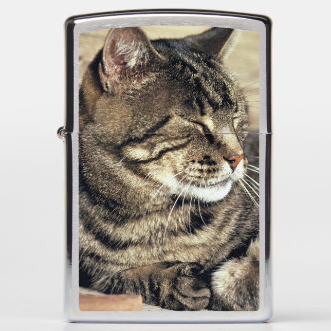 USA, Utah, Capitol Reef NP. Sleeping tabby cat Zippo Lighter (Front)