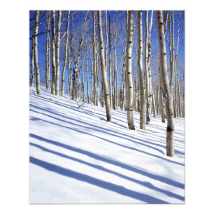 USA, Utah, Dixie National Forest, Aspen Grove Photo Print