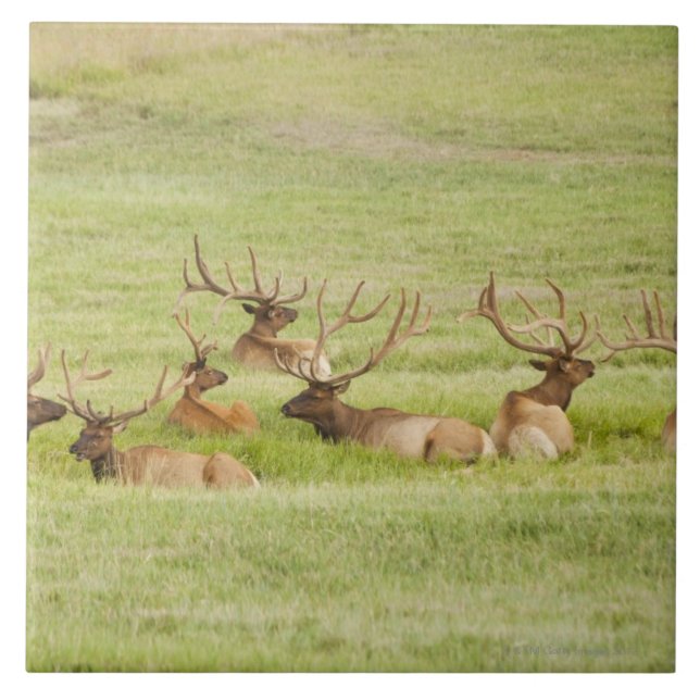 USA, Utah, Group of bull Elk (Cervus canadensis) Ceramic Tile (Front)