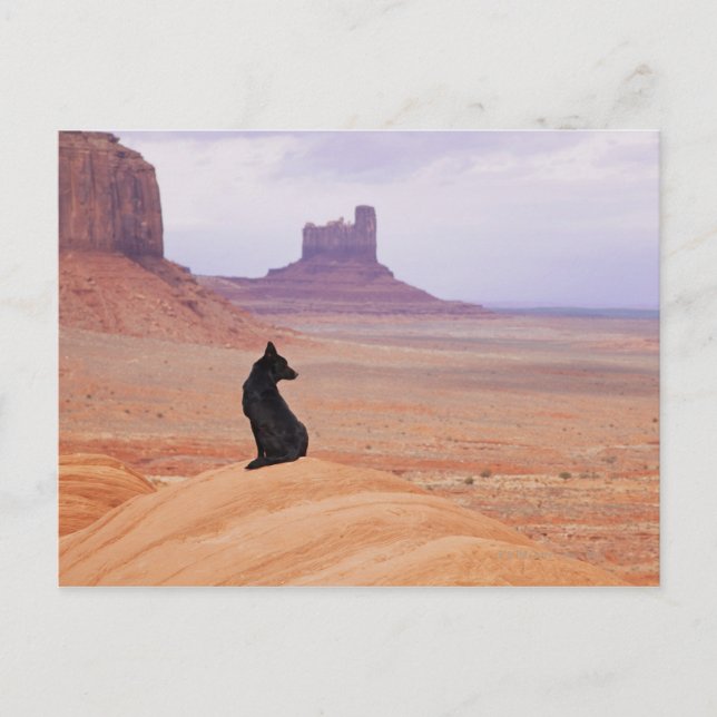 USA, Utah, Monument Valley, Dog sitting on rock Postcard (Front)