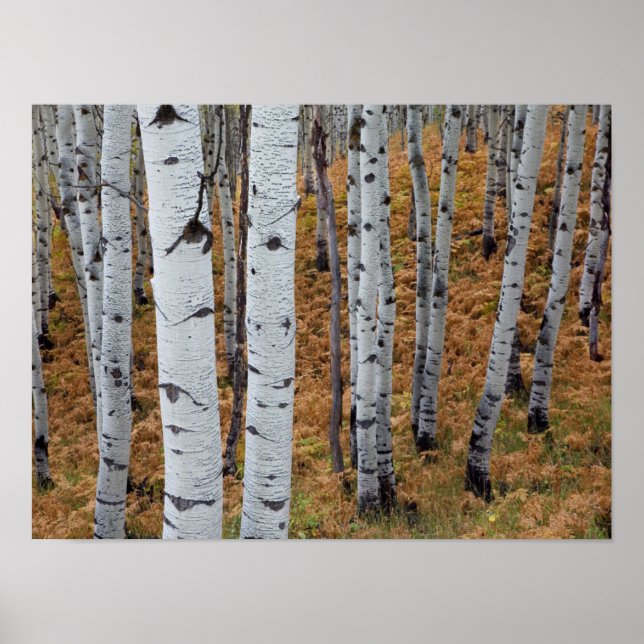 USA, Utah, Uinta-Wasatch-Cache National Forest 2 Poster (Front)