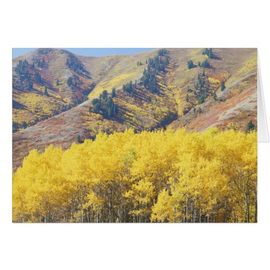 USA, Utah, Wasatch-Cache National Forest, Cards (Front Horizontal)