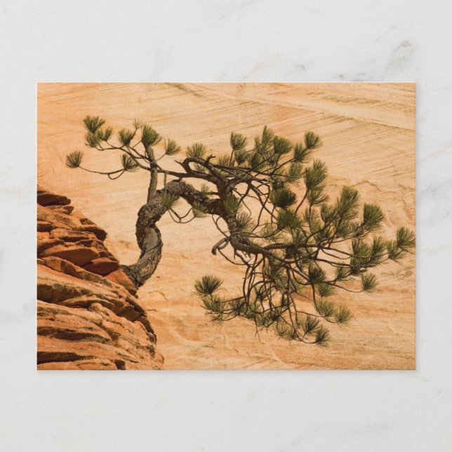 USA, Utah, Zion National Park. Pine tree Postcard (Front)