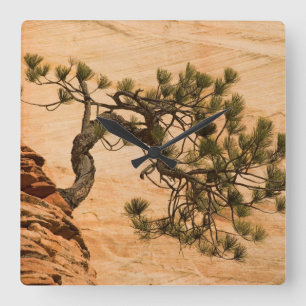 USA, Utah, Zion National Park. Pine tree Square Wall Clock