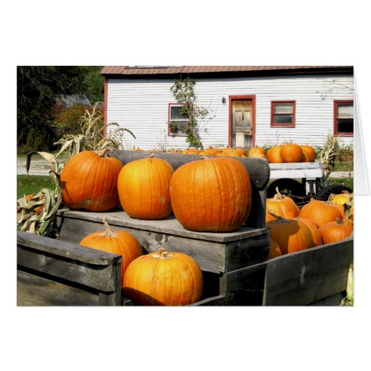 USA, Vermont. Pumpkins Cards (Front Horizontal)