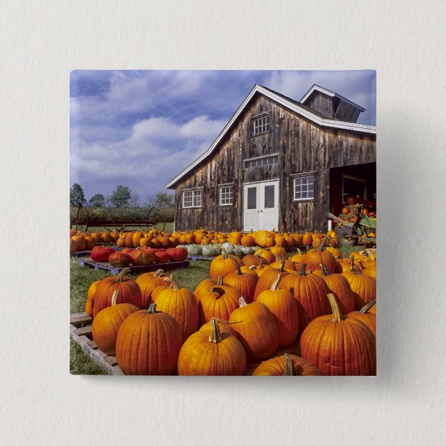USA, Vermont, Shelbourne, Pumpkins Button (Front)