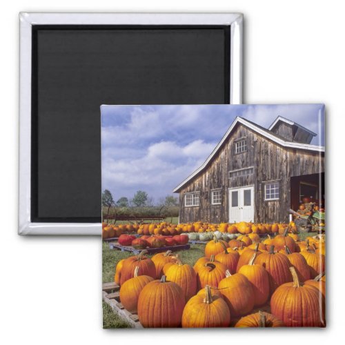 USA Vermont Shelbourne Pumpkins Magnet