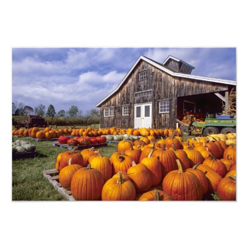 USA Vermont Shelbourne Pumpkins Photo Print