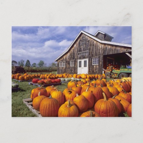 USA Vermont Shelbourne Pumpkins Postcard