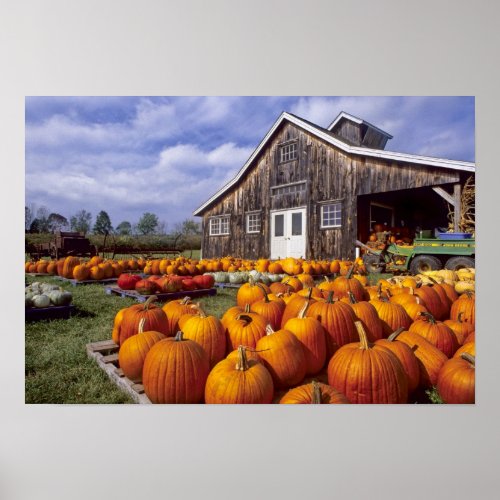USA Vermont Shelbourne Pumpkins Poster