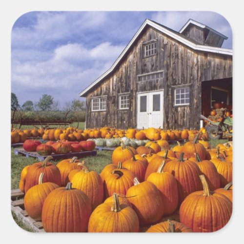 USA Vermont Shelbourne Pumpkins Square Sticker