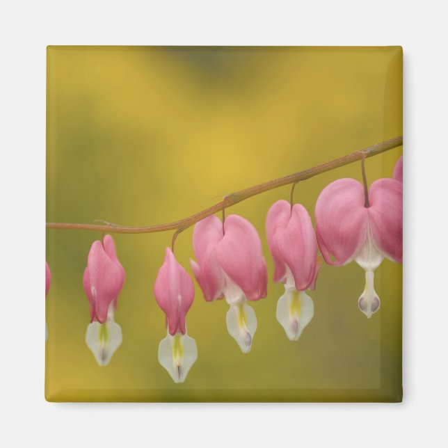 USA, Virginia, Arlington, closeup of pink Magnet (Front)