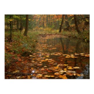 USA, Virginia, Autumn In Douthat State Park Postcard