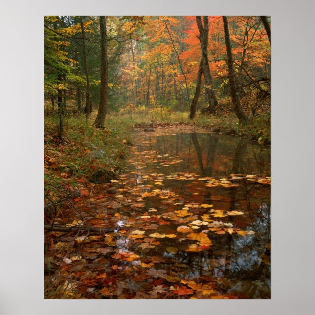 USA, Virginia, Autumn In Douthat State Park Poster (Front)