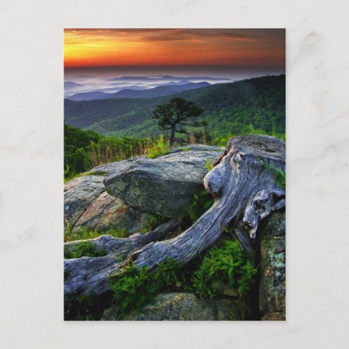 USA Virginia Shenandoah National Park Postcard